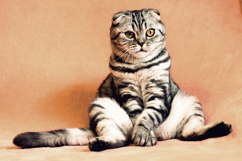 Ilustrasi kucing.